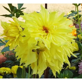 Yellow Dahlia Plant